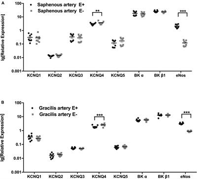 The Functional Availability of Arterial Kv7 Channels Is Suppressed Considerably by Large-Conductance Calcium-Activated Potassium Channels in 2- to 3-Month Old but Not in 10- to 15-Day Old Rats